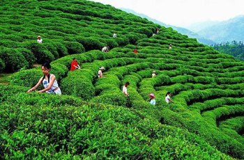 中国著名绿茶
