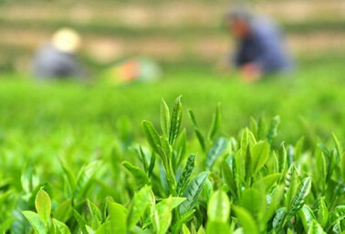 为什么说春季绿茶是最好的