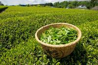 有效的五种绿茶减肥法