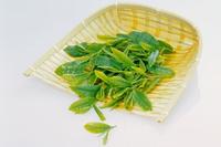 绿茶减肥瘦身用法