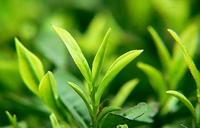 崂山绿茶属于什么茶 崂山绿茶类别与功效