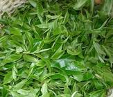毛尖绿茶的种类和功效介绍