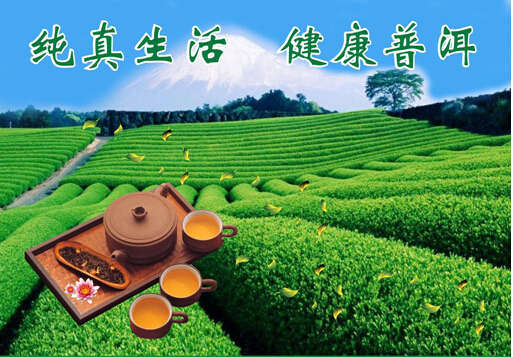 临沧澜沧江原生普洱茶