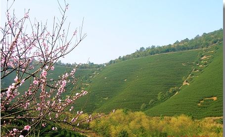 西湖龙井茶种植环境