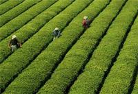 浙江西湖龙井茶属于绿茶吗?