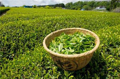 绿茶市场价格