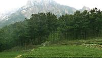 崂山绿茶的生长环境介绍