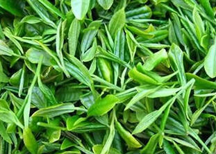 崂山绿茶多少钱一斤