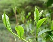 什么绿茶能减肥呢?绿茶减肥效果如何？