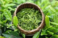 什么绿茶减肥效果好?