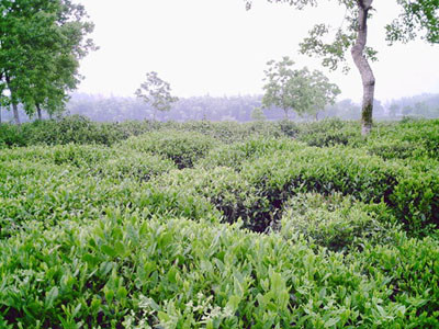 红茶茶树