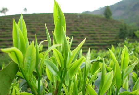 红茶的生长环境