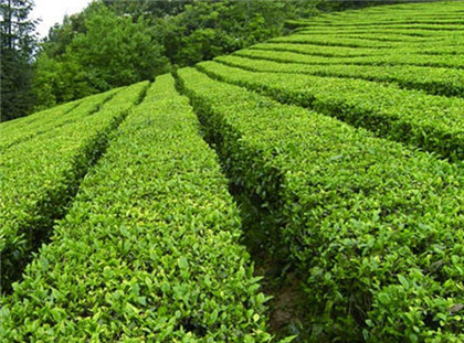 竹叶青茶的种类