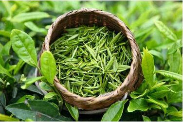中国绿茶知名品牌日照绿茶