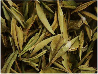 贡眉白茶的特征和工艺制法