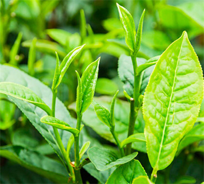 铁观音属于什么绿茶