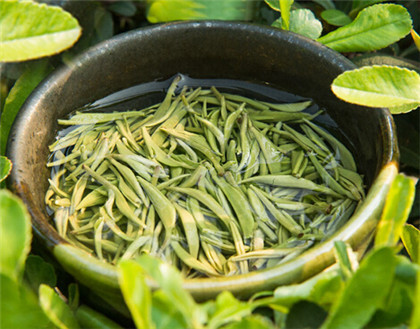 喝菊花茶可以加绿茶吗