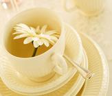 新疆昆仑雪菊和普通雪菊是两种不同的菊花茶