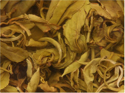 菊花茶的种类都有哪些