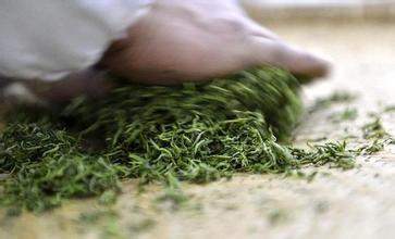 绿茶的起源从何而来?