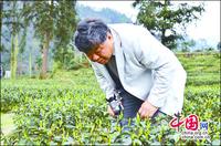 四川峨眉雪芽綠茶的三大品質特征