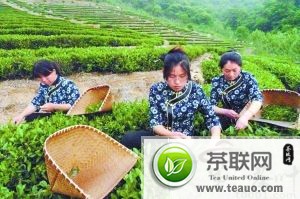 北京：日照绿茶香飘老茶庄