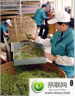 山东：日照绿茶喜获丰收