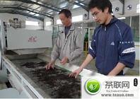 福州绿茶改良 每斤价值千元