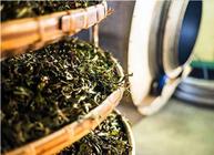 茶叶怎么发酵  会影响人体健康吗?