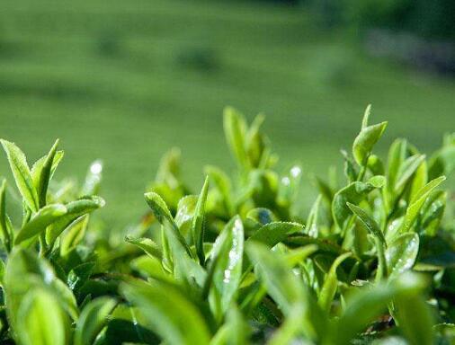 茶叶中的水分对茶叶的影响
