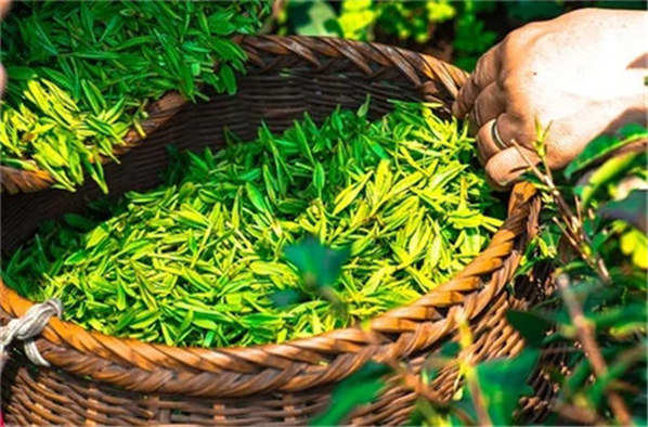 茶叶里哪些属于绿茶
