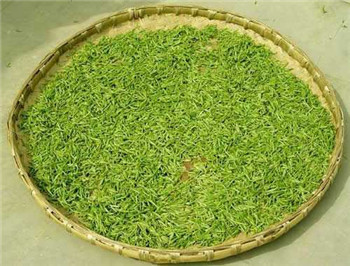 永川秀芽是绿茶