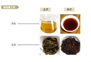 普洱茶生茶和熟茶的区别