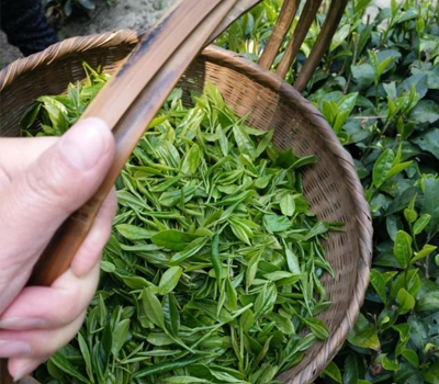 龙神茶是绿茶吗