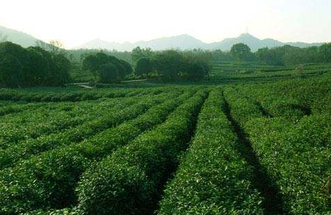 茶叶的生长环境