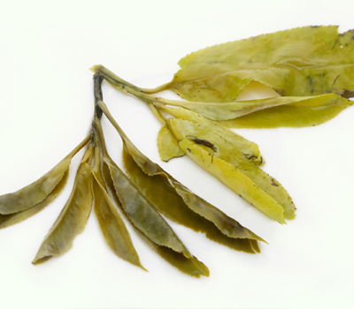 大叶苦丁茶是什么植物