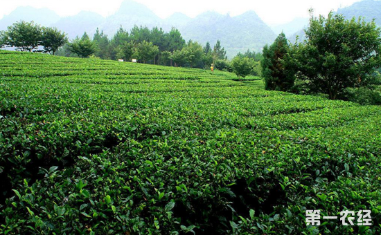 青砖茶的产地在哪里？青砖茶的生长环境如何？