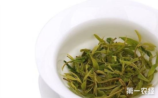 小叶苦丁茶是怎么制作的？小叶苦丁茶的制作方法