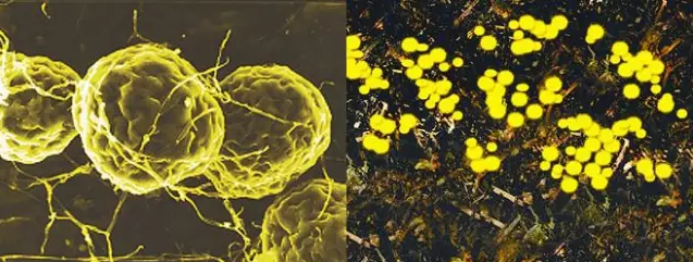 六堡茶发“金花”，这种霉菌到底会不会致癌？