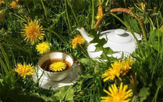 蒲公英茶可以天天喝吗(一周三次)，蒲公英根茶能长期喝吗
