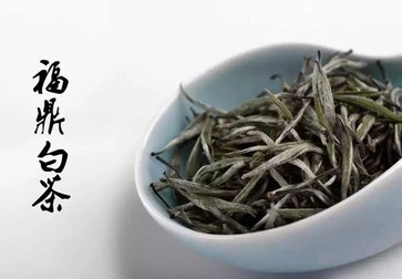 白茶是什么茶？