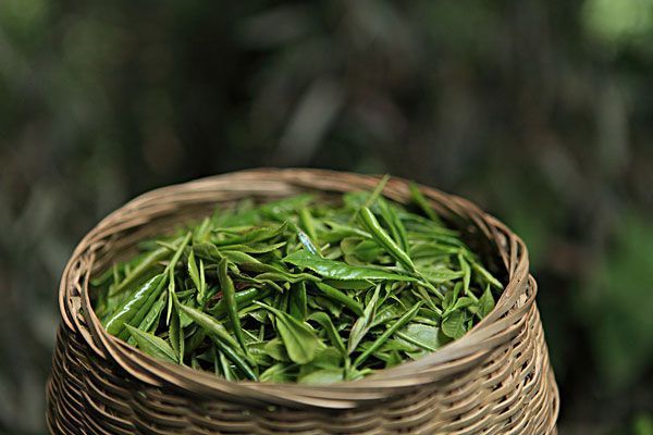 白茶为什么被称为养生茶，喝白茶真的能养生么