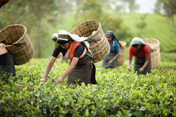 锡兰红茶属于什么茶？
