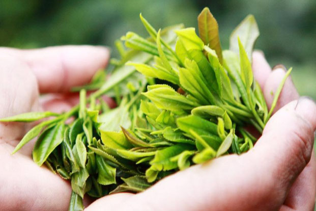 霍山黄芽是什么茶？