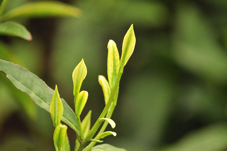霍山黄芽是什么茶？