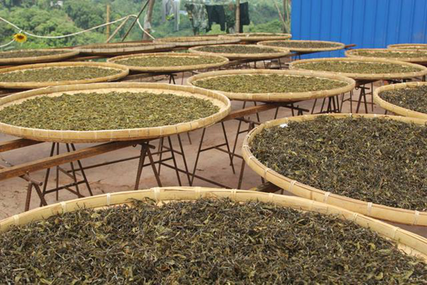 竹叶青茶属于什么茶？