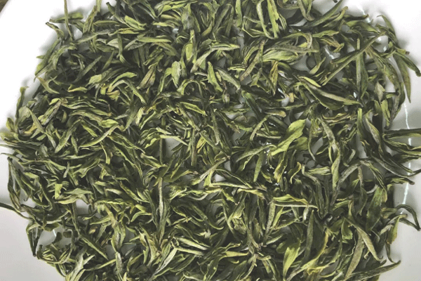 安吉白茶有哪些品种？