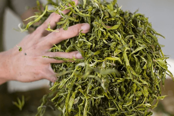 远安黄茶属于什么茶？