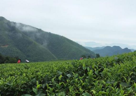 英德红茶是什么茶？英德红茶的发展历史？