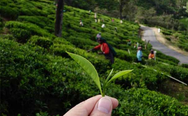锡兰红茶的7大功效与作用分别是怎样的?